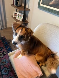 Champ - Photo 4