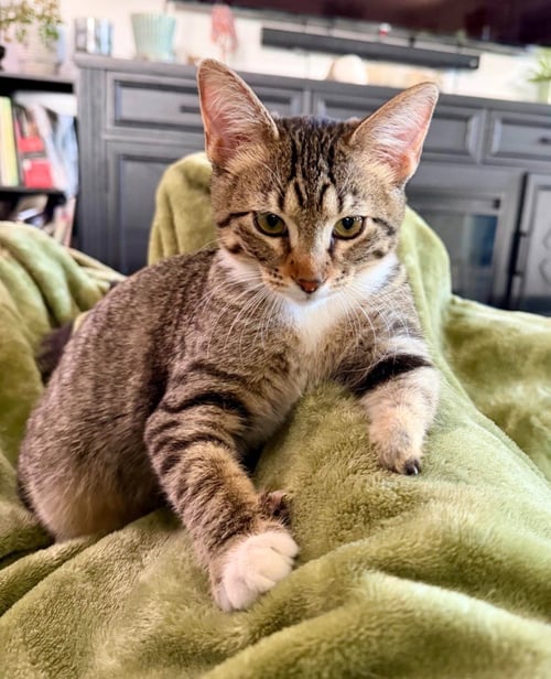 ROSE - Domestic Short Hair available for adoption