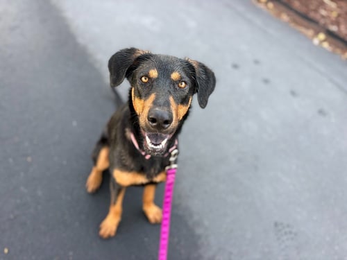ANNIE - Doberman Pinscher available for adoption