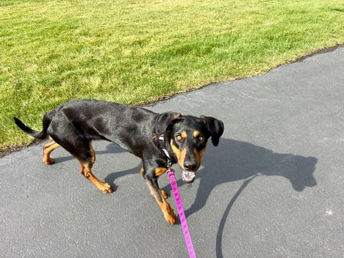 ANNIE - Doberman Pinscher available for adoption