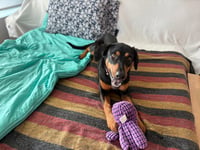 Annie - Photo 4