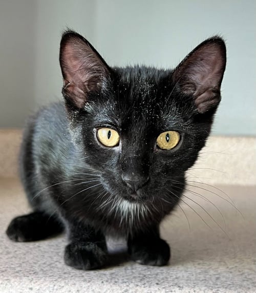 BEAN - Domestic Medium Hair available for adoption