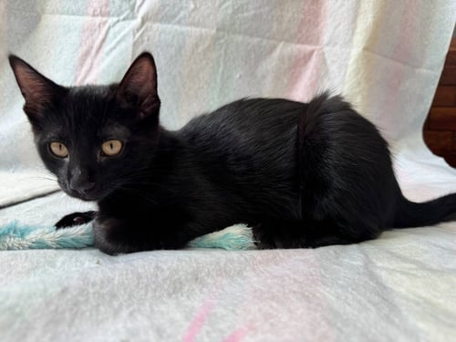 BEAN - Domestic Medium Hair available for adoption