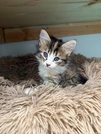 Squish - Photo 2