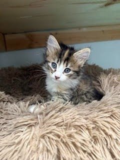 SQUISH - Domestic Short Hair available for adoption