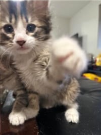 Squish - Photo 4