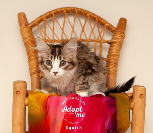 SQUISH - Domestic Short Hair available for adoption