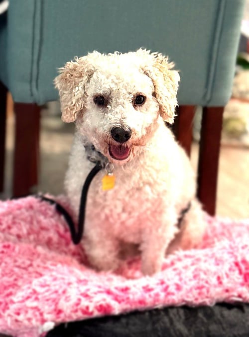 BOBBY - Poodle (unknown type) for adoption in Salt Lake City
