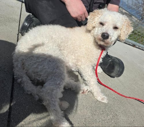 BOBBY - Poodle (unknown type) available for adoption