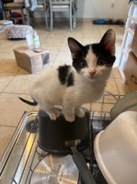 Birdie - Photo 4