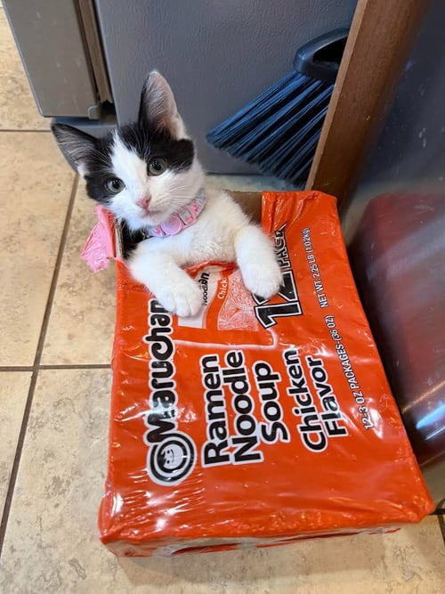 BIRDIE - Domestic Short Hair available for adoption