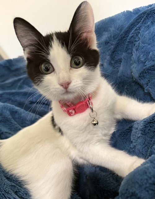 BIRDIE - Domestic Short Hair available for adoption