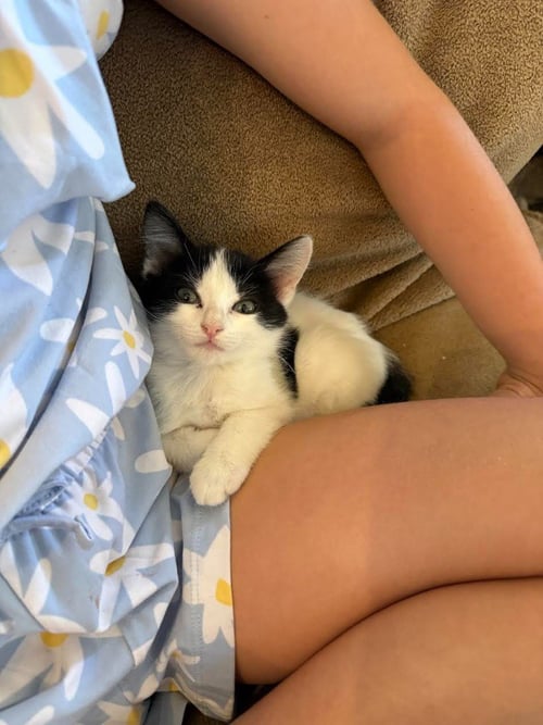 BIRDIE - Domestic Short Hair available for adoption