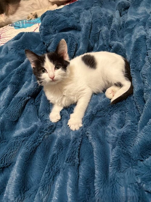 BIRDIE - Domestic Short Hair available for adoption