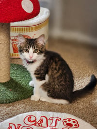 Peppermint Patty - Photo 1