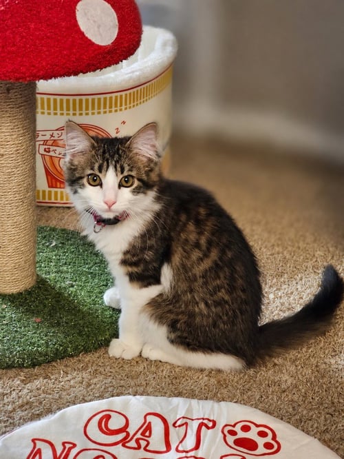 PEPPERMINT PATTY - Domestic Medium Hair available for adoption