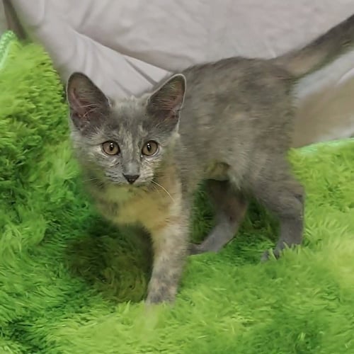 ELIZABETH - Domestic Short Hair available for adoption