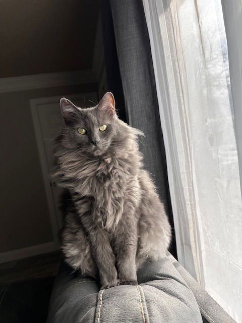 SMOKEY - Domestic Long Hair for adoption in Sandy