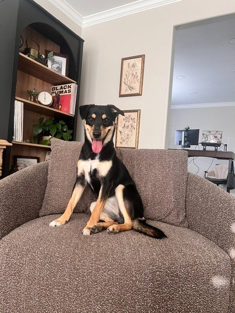 TEXAS - Australian Kelpie for adoption in West Valley City