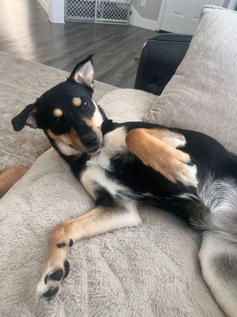 TEXAS - Australian Kelpie available for adoption