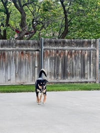 Texas - Photo 3
