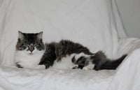 Niblet - Photo 1