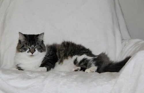 NIBLET - Domestic Short Hair available for adoption
