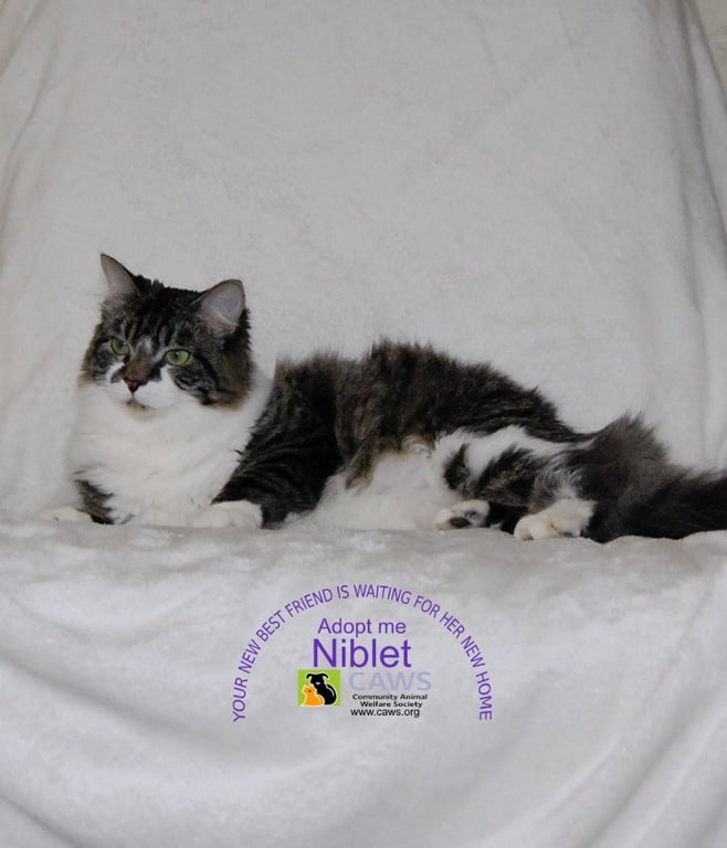 Niblet Image