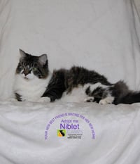 Niblet - Photo 1