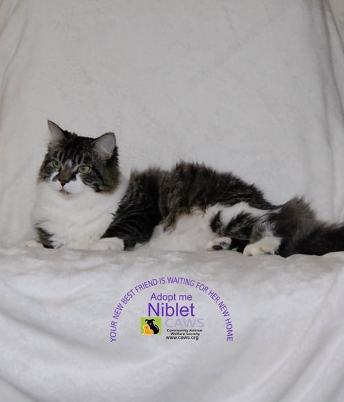NIBLET - Domestic Short Hair available for adoption