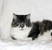 Niblet - Photo 2
