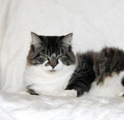 NIBLET - Domestic Short Hair available for adoption