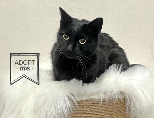 ARAMIS - Domestic Medium Hair available for adoption