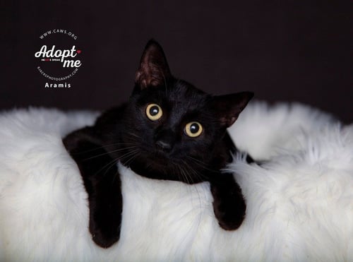 ARAMIS - Domestic Medium Hair available for adoption