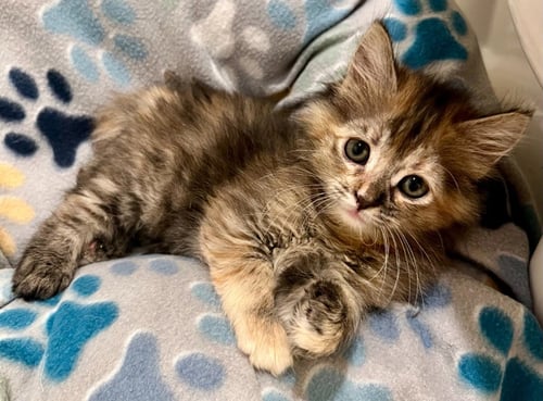 LEXUS - Domestic Long Hair available for adoption