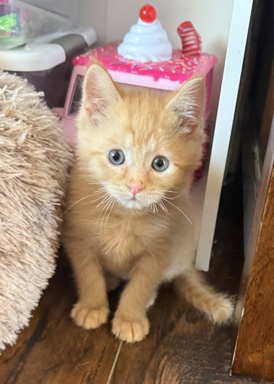 Cheeto Image