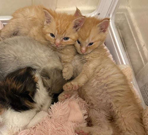 CHEETO - Domestic Short Hair available for adoption
