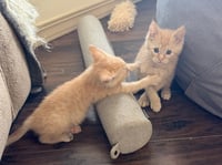 Cheeto - Photo 3