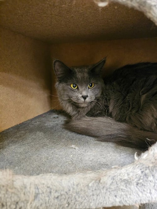 SMOKIE - Domestic Long Hair available for adoption