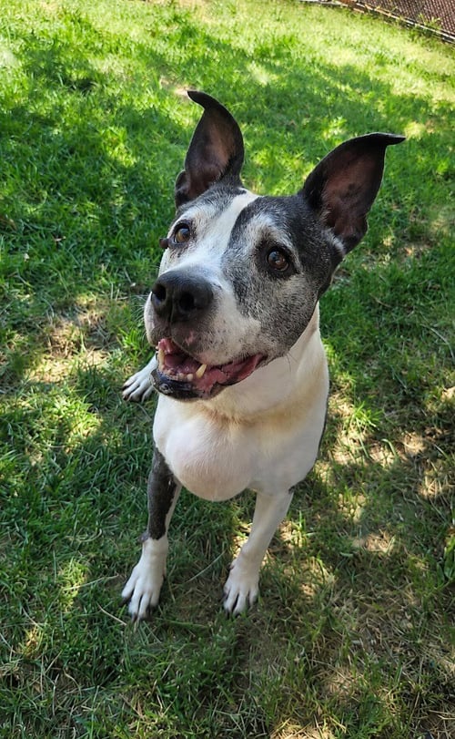 YOGURT - Pit Bull Terrier for adoption in Salt Lake City