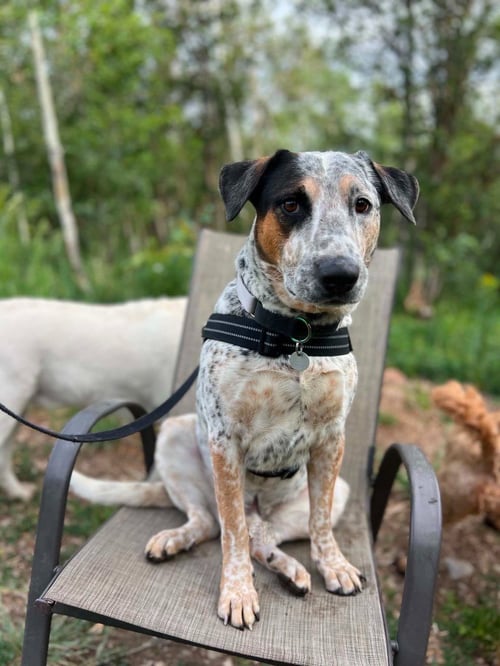 MEATBALL - Australian Cattle Dog/Blue Heeler for adoption in Salt Lake City