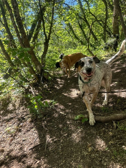 MEATBALL - Australian Cattle Dog/Blue Heeler available for adoption
