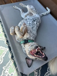 Meatball - Photo 4