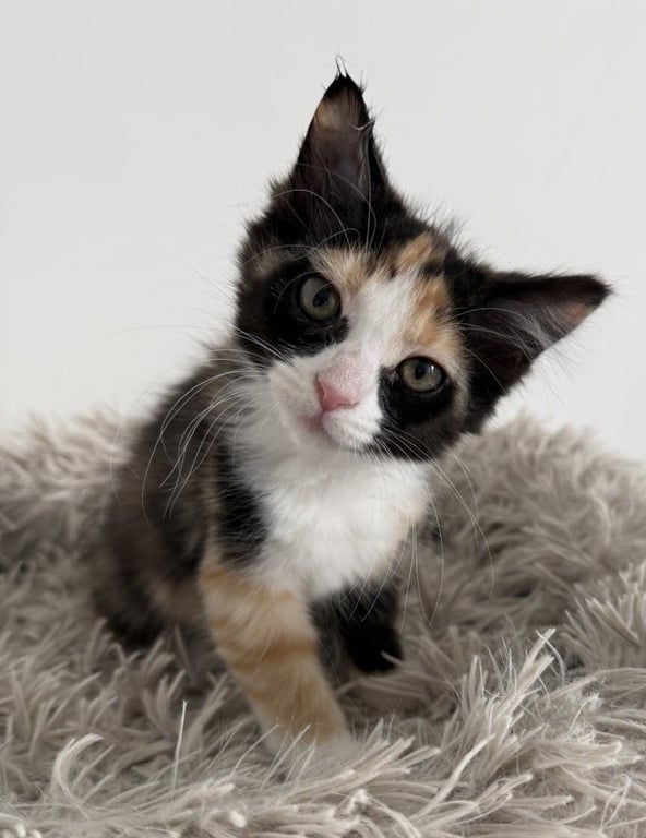 Cathy Image