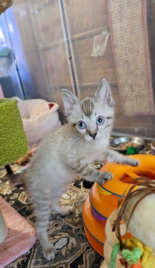 MAGNETO - Domestic Short Hair available for adoption