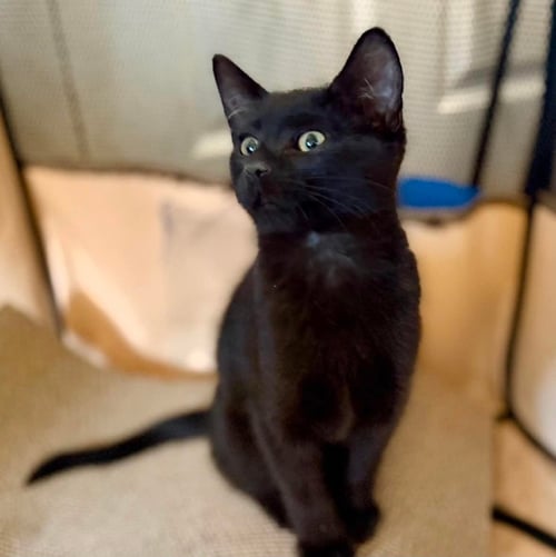 SALAMI - Domestic Short Hair available for adoption