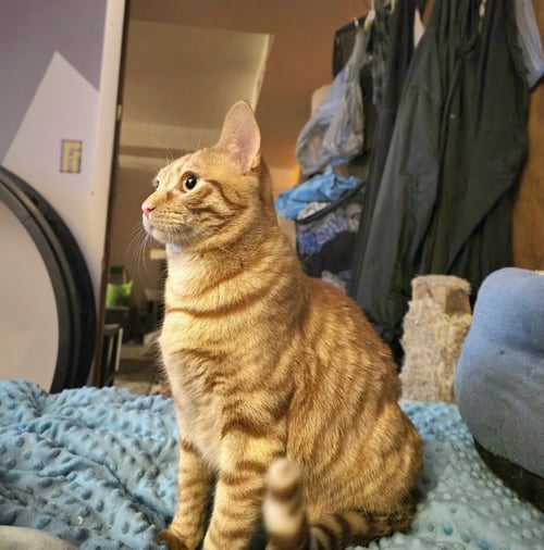 BOB - Domestic Short Hair available for adoption