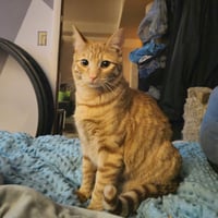Bob - Photo 1