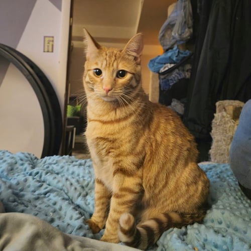 BOB - Domestic Short Hair available for adoption