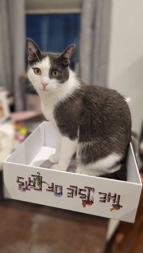 APOLLO - Domestic Short Hair for adoption in Sandy